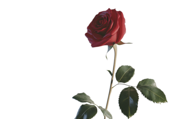 Single red rose with fresh green leaves representing romance and emotional expression isolated on transparent background PNG