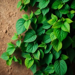 green leaves background