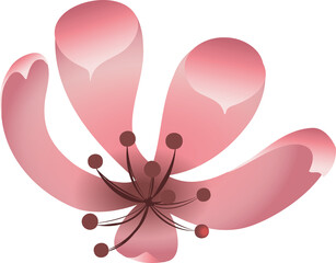 Pink blossom is floating in flat art with five gradient petals and stamen, transparent background