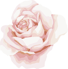 Flat design pale pink rose is being shown on transparent background, with pastel layered petals