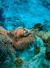 石垣島海底に潜むクマノミ
