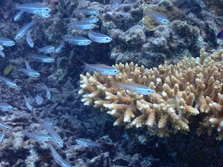 沖縄石垣島海底のサンゴと小魚たち
