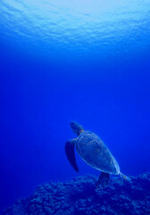 Fototapeta premium 沖縄・慶良間の海中を悠々泳ぐウミガメ