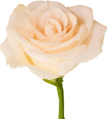 Realistic pale peach rose blossom is blooming on transparent background with slender green stem