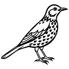 Song Thrush Outline Illustration – Clean Vector Style