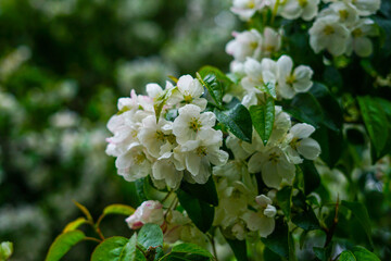 white flowers in the garden