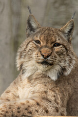 Portrait of a lynx
