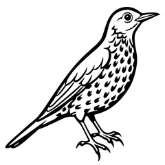 Fototapeta premium Song Thrush Outline Illustration – Clean Vector Style