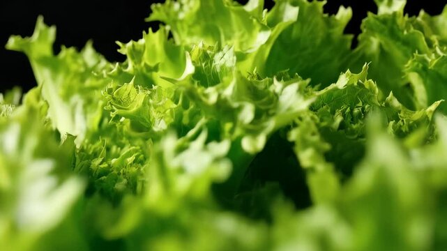 Macro close up of fresh green lettuce leaves with textured frills and vibrant color against a dark black background