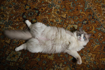 White Persian ragdoll cat lying on the carpet.