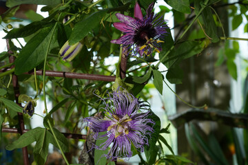 Purple flowers of tropical passionflower liana among greenery.
