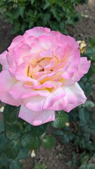 pink rose in garden