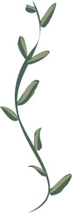 Climbing vine is twisting in flat design, with thin stem, olive leaves and transparent background