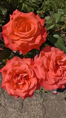 bouquet of red roses