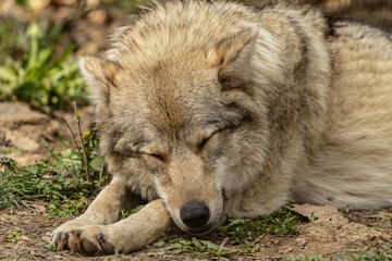 Fototapeta premium Sleeping grey wolf