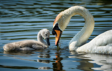 swan with a baby bird in lake water