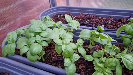 Small basil plants growing in pots