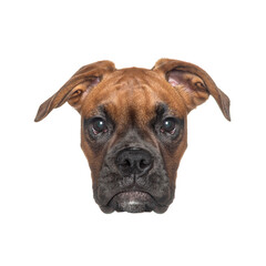Head of boxer dog looking at camera, isolated on white