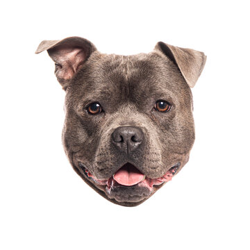 Portrait of adorable staffordshire bull terrier smiling on white background