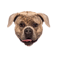 Obraz premium Portrait of happy american bully dog panting and sticking out tongue