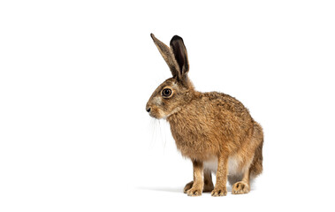 Side view of a European hare or brown hare, lepus europaeus, sitting and looking away on white...