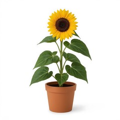 Obraz premium Vibrant Sunflower in a Terracotta Pot