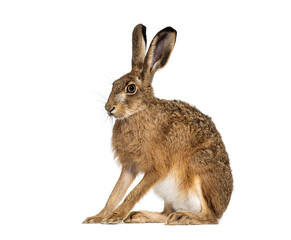 Side view of a European hare or brown hare, lepus europaeus, sitting and looking away on white background