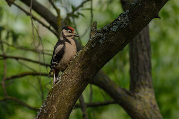 great spotted woodpecker