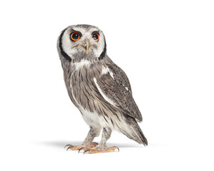 Northern white-faced owl, Ptilopsis leucotis, looking away with dilated pupils, isolated on white