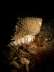 Caracol marino desovando en el Canal de Beagle