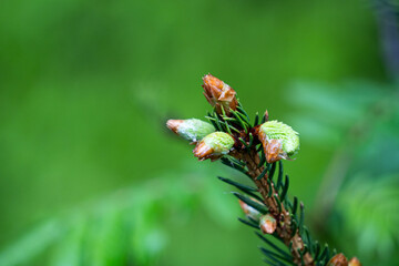 Fresh spruce needles and buds in spring, macro shot with natural green background.

