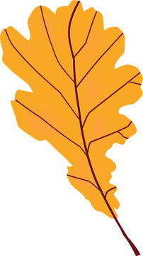 Bright orange oak leaf is being shown in flat design, with brown veins, transparent background