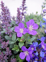 Composition with purple sage and blue field geranium flower.