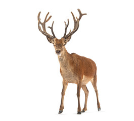 Red deer stag walking on white background