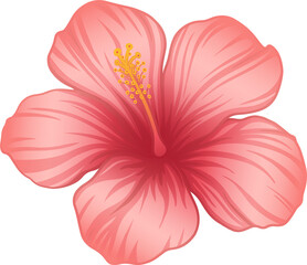Tropical hibiscus bloom is showing coral petals in flat design and stamen on transparent background