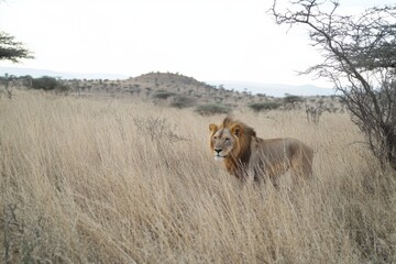 Lion surveys its surroundings in tall, swaying grass during a tranquil evening, Lion Looks Around In Swaying Long Grass