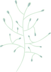 Minimalist botanical branch is showing coral-like shape and green buds on transparent background
