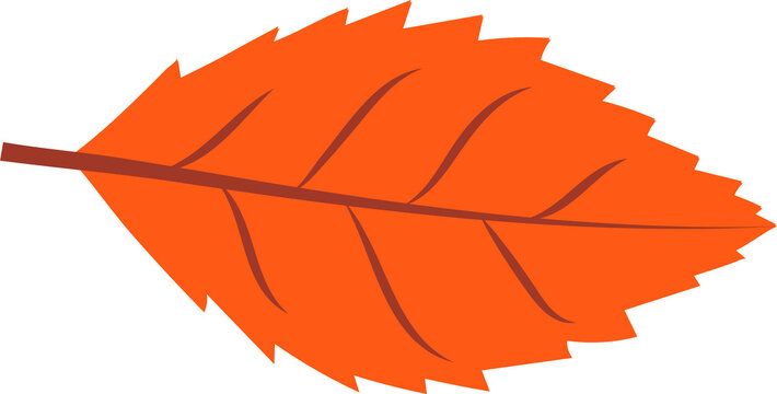 Fototapeta Stylized autumn leaf in flat style is showing jagged edges, orange veins on transparent background
