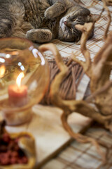 Cozy scene featuring a gray cat peacefully sleeping on a wooden table next to a burning handmade aromatherapy candle and dried flower wreath materials. Natural light highlights the soft textures of th