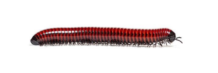 Side view of a Millipede crawling, Centrobolus sp Mozambique, isolated on white