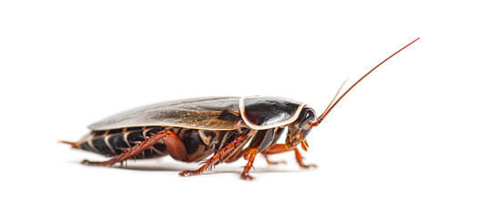 Side view of a Simandoa cave roach, Simandoa conserfariam, isolated on white