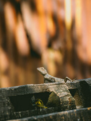 Fototapeta premium A lizard soaks in the sunlight, perched proudly atop aged wood in the stillness of a warm day.