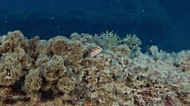 4k video of a Tompot Blenny (Parablennius Gattorugine) in Tarragona, Spain