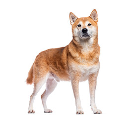 Shiba inu dog standing and looking forward on white background