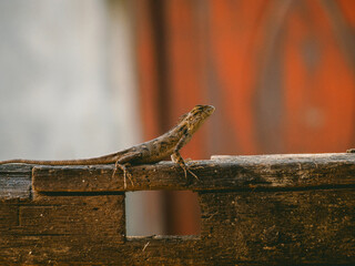 A lizard basks on rustic wood, blending instinct and sunlight in a perfect stillness of nature’s...