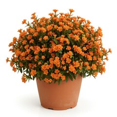 Fototapeta premium Vibrant orange kalanchoe blossoms in a terracotta pot