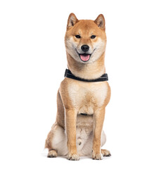 Shiba inu dog sitting and panting, wearing a harness