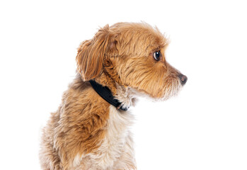 Adorable fluffy dog looking alert in profile
