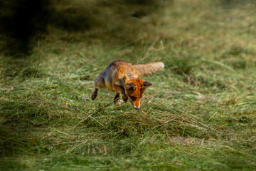 fox hunting