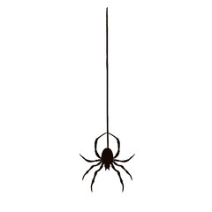 Spider silhouette is dangling from thin silk thread in flat design with transparent background